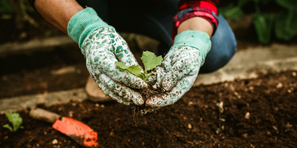 【廚餘變黑金2.0】一篇搞懂蚯蚓肥製作與應用，開啟你的家庭永續新生活