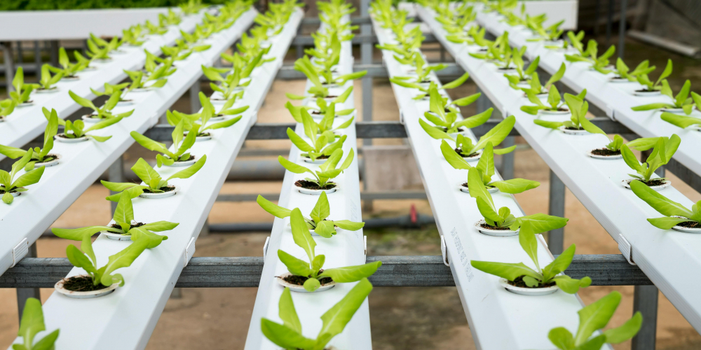 【廚餘變黑金2.0】為什麼蚯蚓肥是您花園的「超級食物」？一篇文章帶您揭秘！