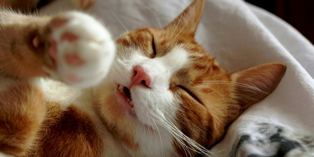 【樂齡健康逆襲】（三）你昨天睡得好嗎？科學證實：「深層睡眠」才是清除大腦毒素、預防阿茲海默症的唯一關鍵！