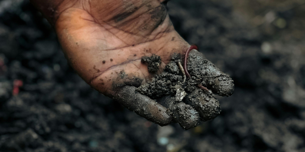 【廚餘變黑金2.0】後院裡的負碳革命：一篇搞懂蚯蚓堆肥如何逆轉全球暖化